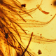 Image for article titled A 99-million-year-old piece of amber definitively proves that dinosaurs had feathers